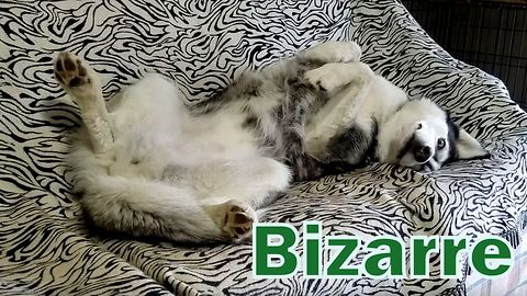 Peep out at Siberian Husky's awkward sleep position