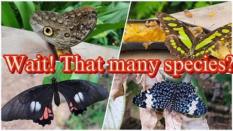 Fluttering Wonders: Ecuador's Enchanting Butterfly Farm 🦋