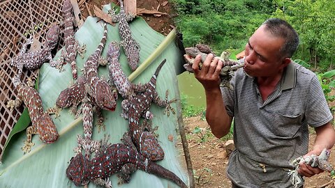 Bushwalkers catch geckos Forest lizards and delicious geckos