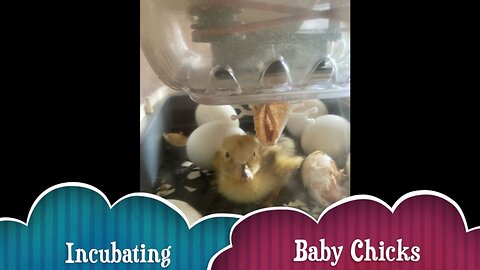 Chicken Incubating: Step By Step