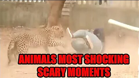 Animal attack Human