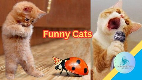 Funny Cats, Dogs, and Animal Videos for 2023's Best Laughs!🐱🐶🤣