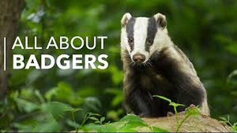 Revealing The Secret Life of Badgers: A Wildlife Documentary