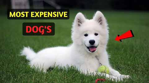 TOP 5 MOST EXPENSIVE DOG'S IN THE WORLD #shorts #dog #facts #animals #love