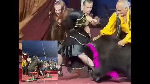 Circus bear dressed in hat and scarf attacks trainer in front of shocked audience