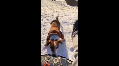 Funny dog running/funny animals movements/petdogs 😄. #PawsitivelyHilariousCanine #BarkAndRollComedy