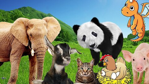 The most interesting animals: elephants, pandas, goats, chickens, pigs,...