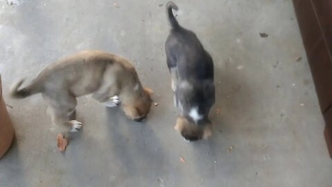 7 1/2 week old Caucasian Ovcharka Shepherd