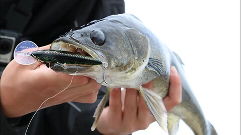 The ABSOLUTE Best SPRING Walleye Baits (Techniques)