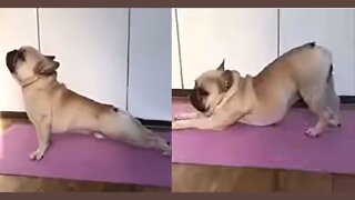 Cute Pug Dog Doing Yoga Stretches! Up Dog & Downward Dog Poses