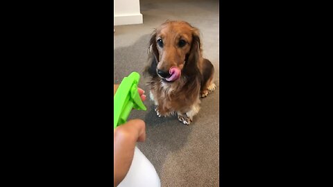 Dachshund Discovers Water Bottle, Can't Get Enough Of It
