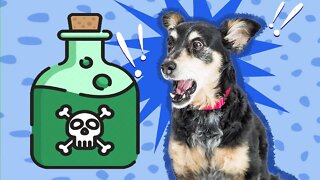 "Você daria inseticida para seu cachorro?" Existem trabalhos científicos sobre o uso de neem SIM!