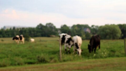 DAIRY FARM IN WOLFVILLE , CANADA # 436