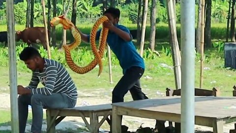 Amazing Snake Prank Video | Funny video