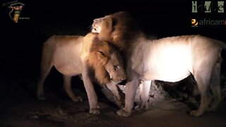 Selati Male Lions: Last Night As Kings