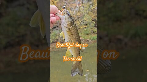 Smallmouth Bass and fall colors! #fallcolor #shorts #fishing #smallmouthbassfishing #kayakfishing