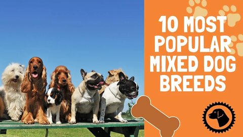 10 Most Popular Mixed Dog Breeds | DOG BLOG 🐶 #BrooklynsCorner