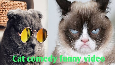 Cat comedy funny video
