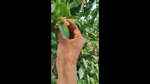 karonda cherry fruit amazing video