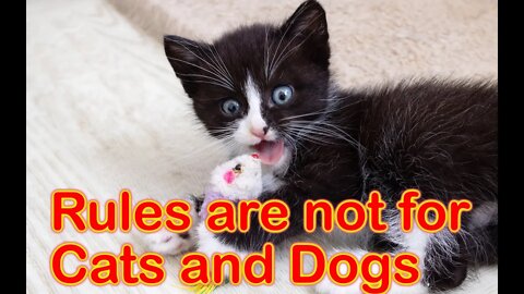 🐈 Rules are not for us! 😺 A compilation of funny cats and dogs for a good mood! 😻#Petsandwild