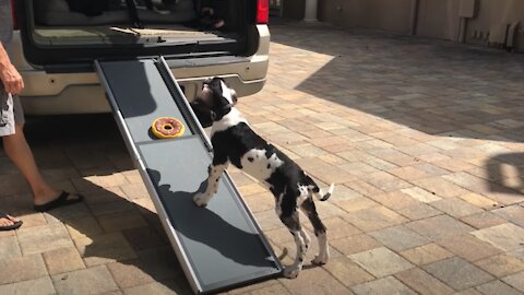 Clever Great Dane Teaches Puppy To Use a Ramp
