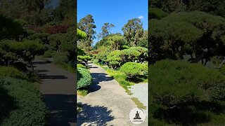 Calming Stroll Through Hayward Japanese Gardens 🧘🏼‍♀️ Soothing Bird Chirping & Soft Piano Music