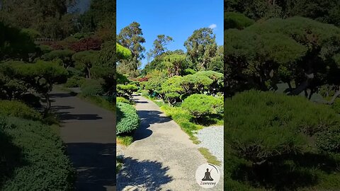 Calming Stroll Through Hayward Japanese Gardens 🧘🏼‍♀️ Soothing Bird Chirping & Soft Piano Music
