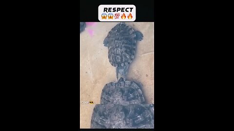 Turtle Kissing💯😱🔥🤯, #respect #shortsfeed #ytshorts #viral #youtubeshorts #newshorts #respect