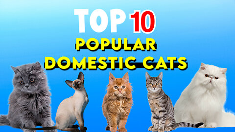 Top10 popular domestic cats