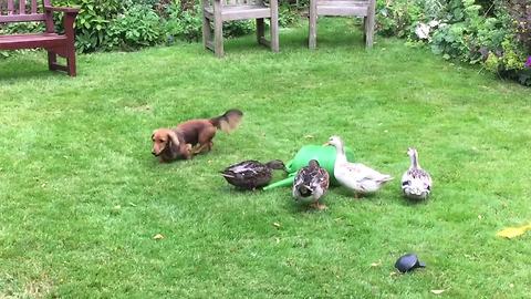 Ducks defend their watering can from Dachshund