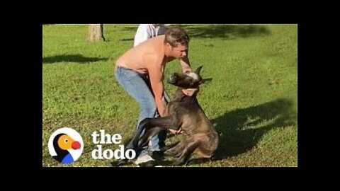 Baby Horse Who Couldn't Stand Runs Around With His Mama Now