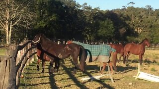 My horses