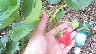 Easy Strawberry Propagation