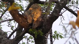 Leopard With Freshly Caught Warthog