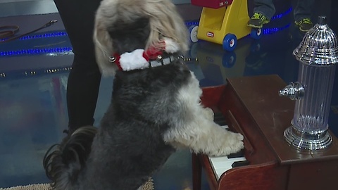Holiday tricks for dogs