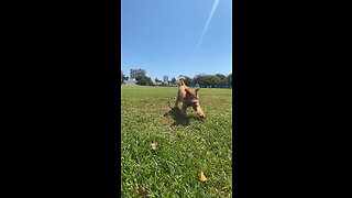 Puppy at the park