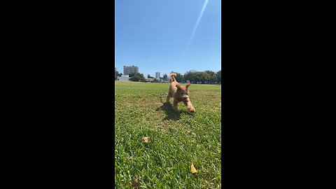 Puppy at the park