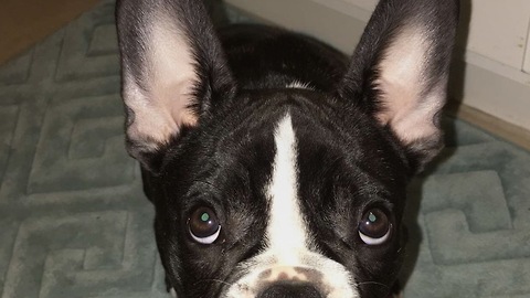 Tired Bulldog refuses kisses from mom