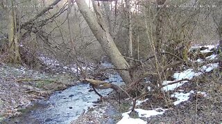 Raccoons - daytime visit on Wildlife Webcam 1