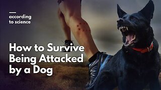 How to survive a dog attack