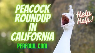 Peacock Roundup In California, Peacock Minute, peafowl.com
