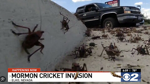 Mormon crickets plague parts of Nevada and Idaho (Smite Egypt with plagues, as before)