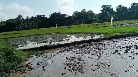 Rice Field Pudding in Monsoon