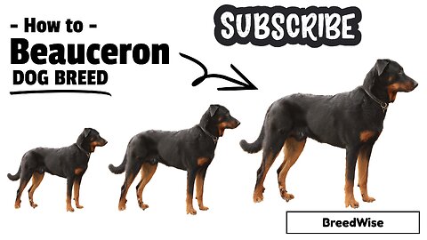 Beauceron Dog Breed Information: Unveiling the Versatile and Devoted Canine Companion