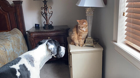 Great Dane Watches Clever Cat Have Fun & Floss With The Blinds