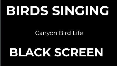 Nature Sounds Birds Singing Canyon Bird Life Black Screen Meditation Relaxation