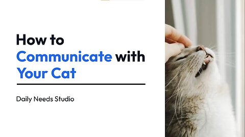 3 Ways to Communicate with Your Cat | How to Communicate with Your Cat | Daily Needs Studio