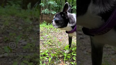 🐰 My mushroom hunting sidekick. #shorts #animalshorts #cutedog #funnydogs #bostonterrier #reels