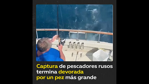 Pescadores rusos se topan con un tiburón y no se atreven a meterse con él