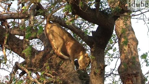 Meet The Tree-climbing Lions of The Sabi Sands!